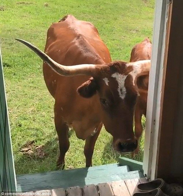 'Our cattle are Texas long horn cattle... so they know a thing or two about how to hurt something should they wish to,' the owner wrote (pictured are the cattle)Â 