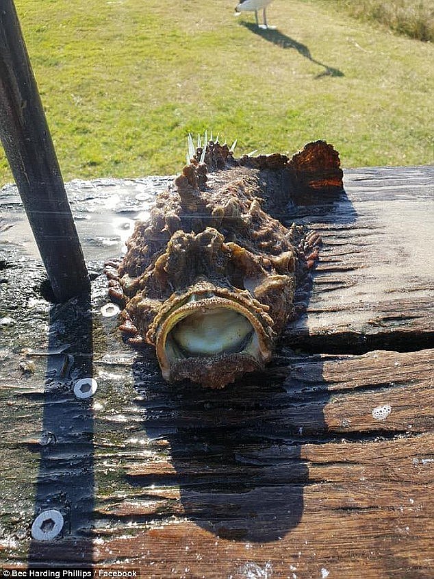 A 14-year-old teenager got the shock of his life when he reeled in a highly venomous and ugly stonefish while fishing (pictured)
