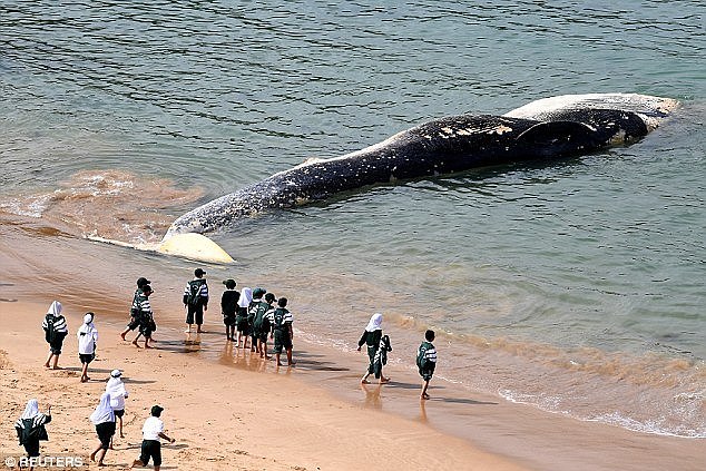 Authorities are so far stumped as to how to remove the 20m body of a whale, estimated to weigh up to 40 tonnes from Wattamolla beach, south of Sydney
