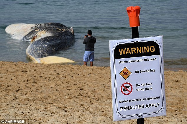 Authorities warned people to stay out of the water as sharks have been attracted to the body