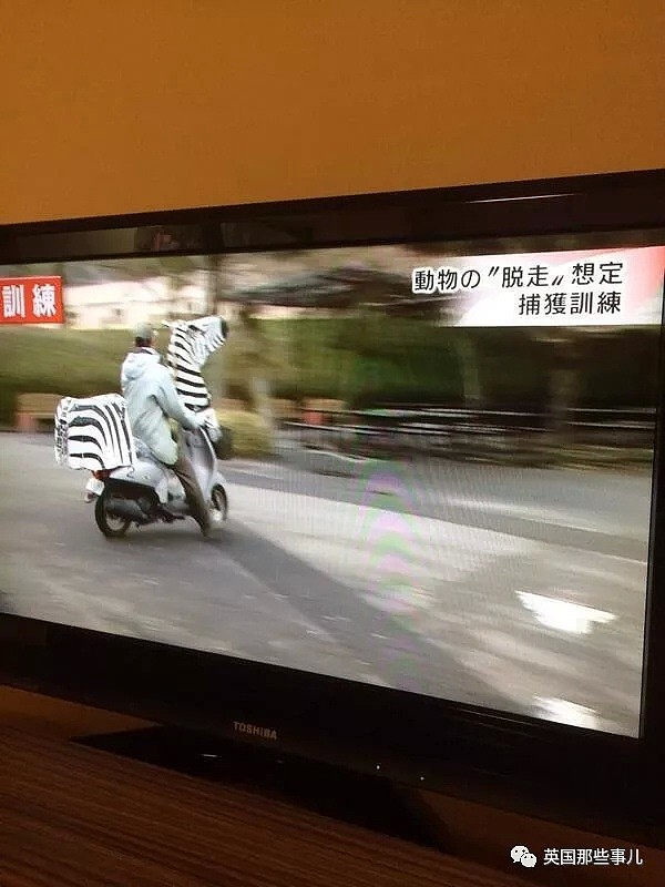 日本动物园为了防灾害进行猛兽抓捕演习…这智障画风真的大丈夫？ - 12