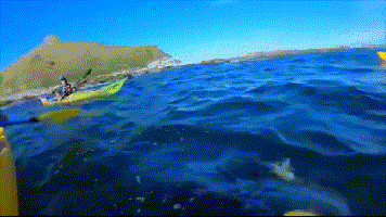 心疼新西兰小哥....海豹与章鱼大战！皮划艇小哥躺枪.....视频火爆（视频/组图） - 5
