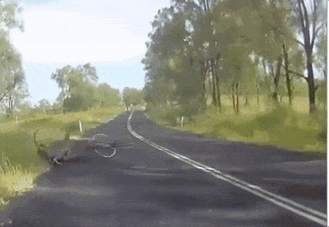 天呐！澳洲袋鼠竟偷学中国功夫！一招“凌波微步”把司机看呆！网友：“和成龙学哒？”（视频/组图） - 21