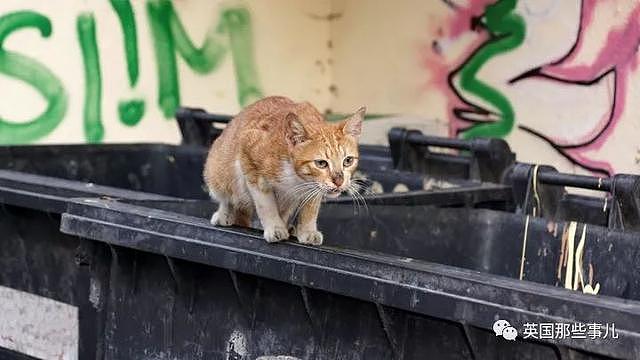 万万没想到，现在纽约的猫都已经懒得斗，甚至斗不过大老鼠了……