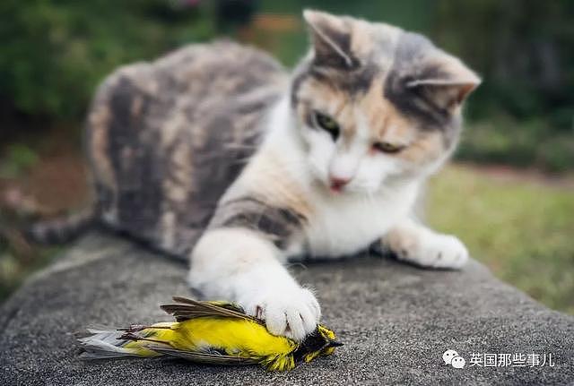 万万没想到，现在纽约的猫都已经懒得斗，甚至斗不过大老鼠了……