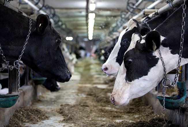 加拿大让步，降低从美国进口的乳制品关税，让美方乳品业者打开加国市场。图为加国魁北克的乳牛场，是加国力保的国家产业。(路透)