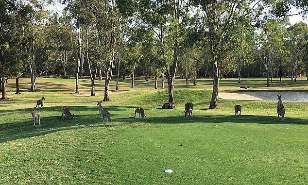 Mobs of eastern gray kangaroos can be found in the premises of the Riverside Oaks Golf Resort and is known to be an attraction for visitors and guests (pictured)