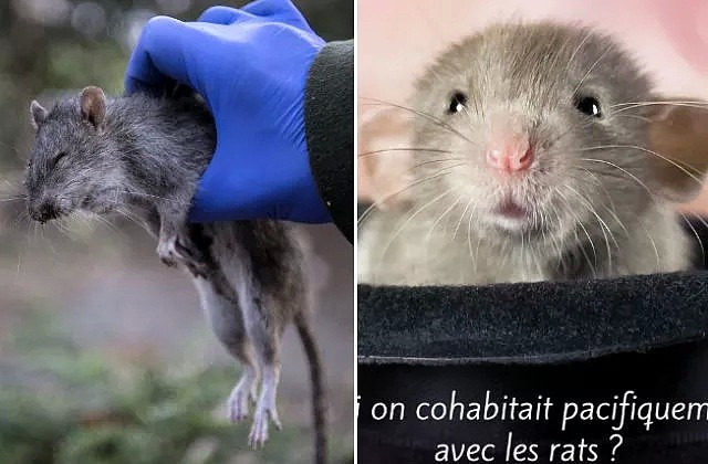 面对成灾的鼠患，巴黎人选择张贴公益海报反对捕杀：老鼠超可爱！（组图） - 6