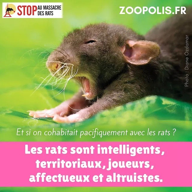 面对成灾的鼠患，巴黎人选择张贴公益海报反对捕杀：老鼠超可爱！（组图） - 7