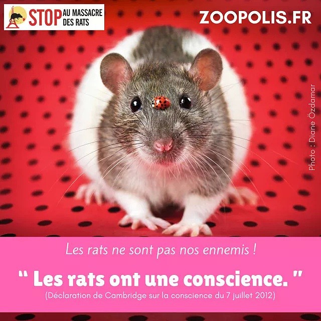 面对成灾的鼠患，巴黎人选择张贴公益海报反对捕杀：老鼠超可爱！（组图） - 9