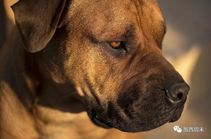 惨！西温男子散步 遭大型恶犬撕咬 浑身是血倒地不起！遛狗大妈当场逃跑！（组图） - 1