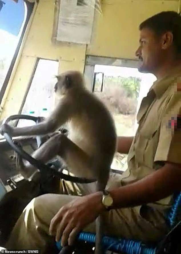 乘客傻眼 司机让猴子替自己开公交车（图） - 1