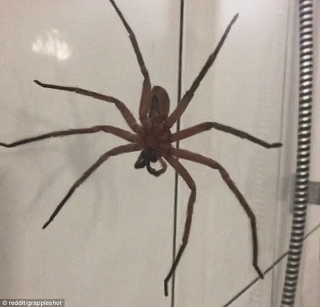 An Australian man got a nasty surprise this week when he found his shower occupied by a gigantic huntsman spider
