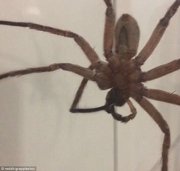 Terrifying footage shows the enormous spider sat on the inside of a glass shower door, appearing to be cleaning one of its legs with its pincers