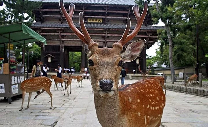 奈良小鹿被当地人追赶，鹿茸被锯掉，场面十分血腥（组图） - 3