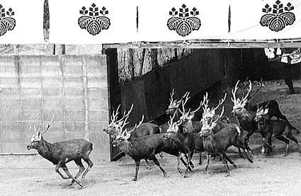奈良小鹿被当地人追赶，鹿茸被锯掉，场面十分血腥（组图） - 10