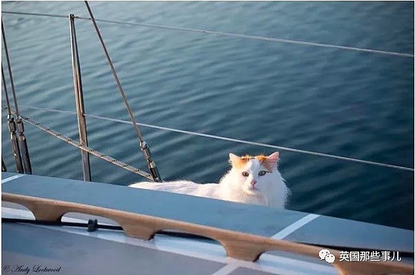 不但不怕水，还能乘船周游四海…这大概是全世界最浪的小猫（图） - 2