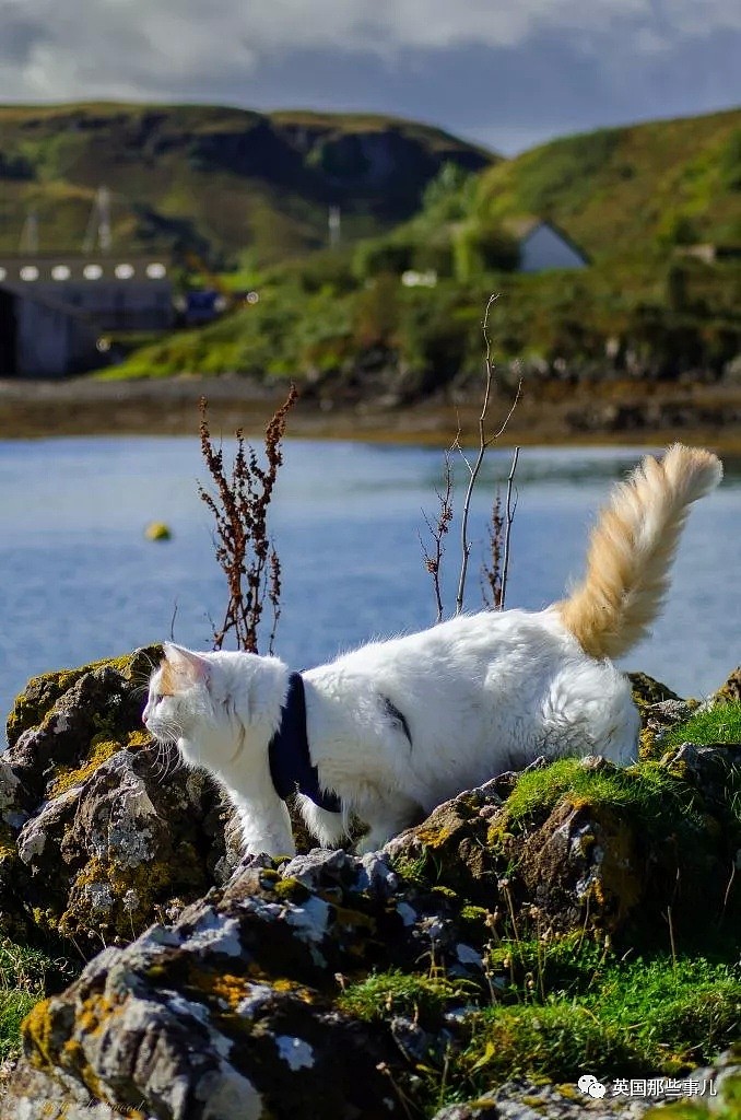 不但不怕水，还能乘船周游四海…这大概是全世界最浪的小猫（图） - 14