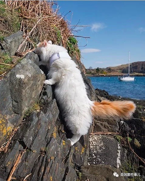 不但不怕水，还能乘船周游四海…这大概是全世界最浪的小猫（图） - 18