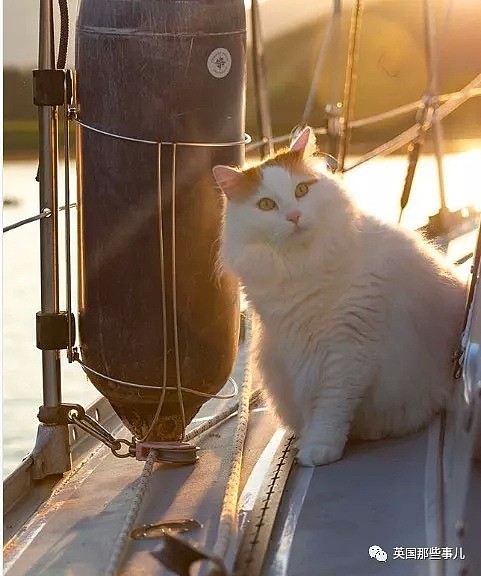 不但不怕水，还能乘船周游四海…这大概是全世界最浪的小猫（图） - 35