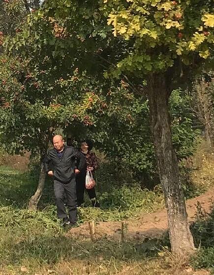 又作死？游客在北京野生动物园自驾区下车摘山楂？！