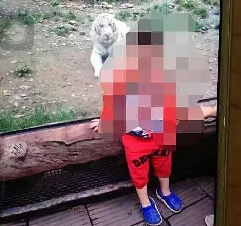 又作死？游客在北京野生动物园自驾区下车摘山楂？！