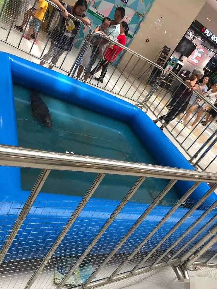 女子失足掉进商场鲨鱼池内！惊动中外网友：“为啥商场里要养鲨鱼？”（视频/组图） - 20