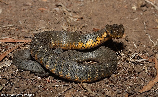 Four people have been rushed to hospital in a serious condition within hours of each other after a spate of snake attacks