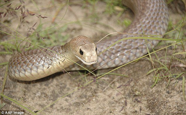The attacks come as snake catchers warn of the dangers of the spate of snake attacks as the weather warms up