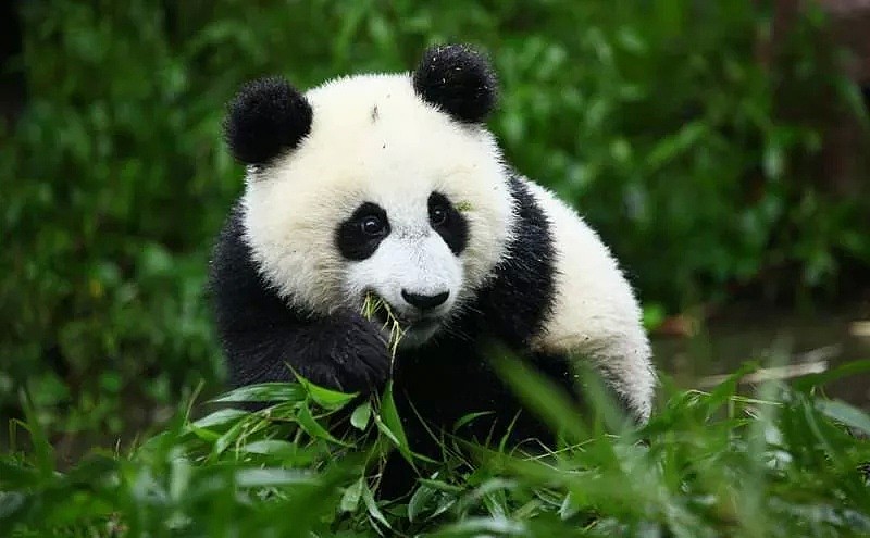 活久见！史上第一只熊猫被退货！原因竟是…（组图） - 3
