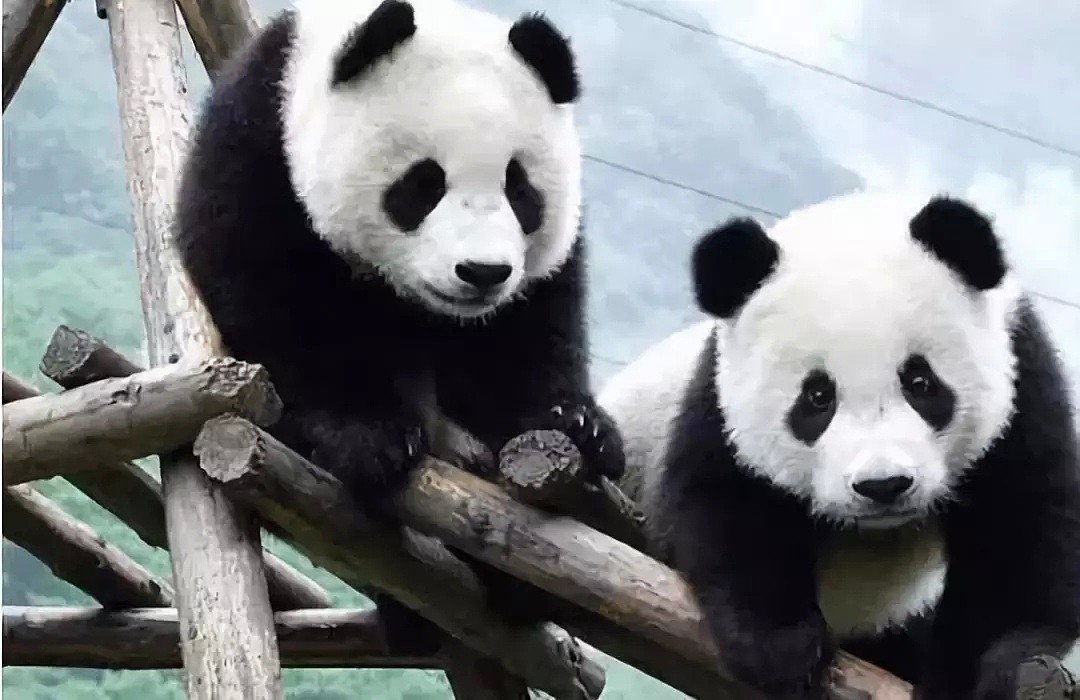 活久见！史上第一只熊猫被退货！原因竟是…（组图） - 4