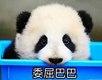 活久见！史上第一只熊猫被退货！原因竟是…（组图） - 12