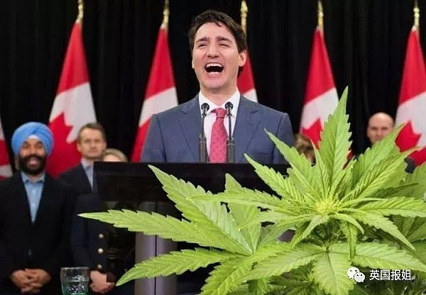 大麻合法化后，加拿大真的变毒窟了？！（组图） - 14