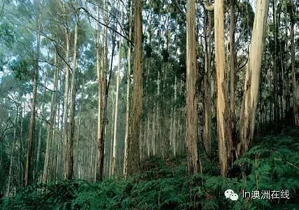 下周，墨尔本人将有一个4天的小长假！教你如何像Local一样玩转维州 - 29