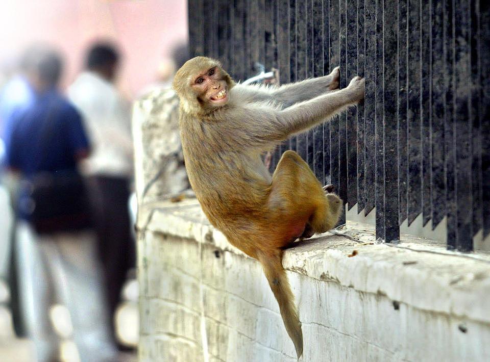 印度老人被猴子扔20多块砖砸死 警方不管：会被笑话（组图） - 1