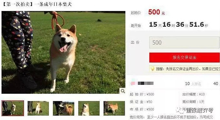 柴犬“登登”被司法拍卖走红 500多人报名竞拍（组图） - 3