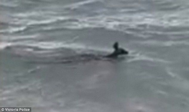 Dramatic footage of a kangaroo (pictured) being saved by quick-thinking police officers from drowning has been captured