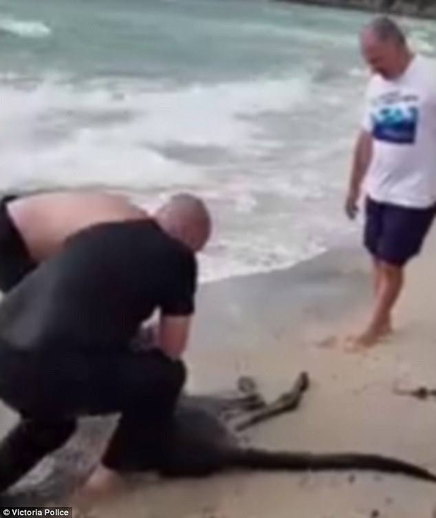 The roo was dragged out from the ocean at Safety Beach on Victoria's Mornington Peninsula on Saturday afternoon