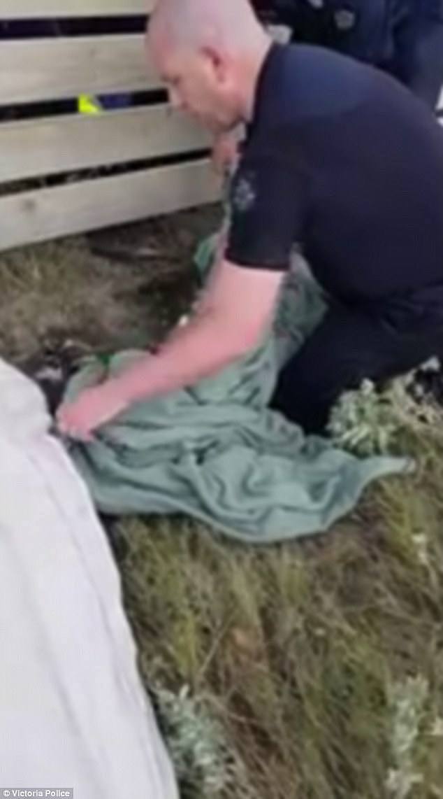 The animal was then wrapped in a blanket to keep him warm and transported to a nearby police station before it was picked up by a Wildlife Centre - where it remains