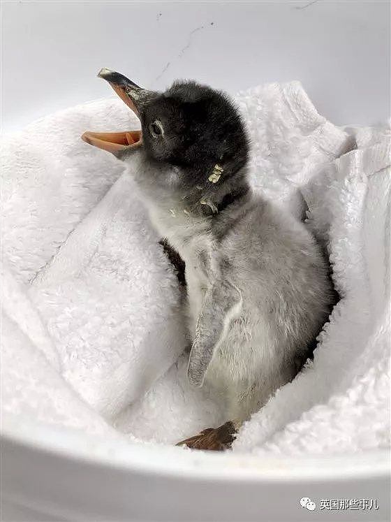 悉尼小企鹅诞生轰动全球！因为是一对雄性Gay企鹅孵出来的...（组图） - 1