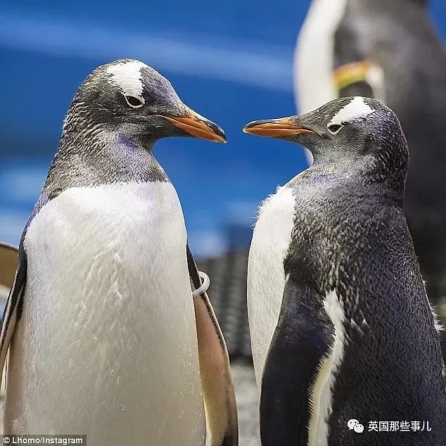 悉尼小企鹅诞生轰动全球！因为是一对雄性Gay企鹅孵出来的...（组图） - 2
