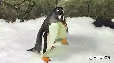悉尼小企鹅诞生轰动全球！因为是一对雄性Gay企鹅孵出来的...（组图） - 3