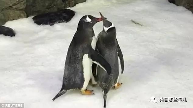 悉尼小企鹅诞生轰动全球！因为是一对雄性Gay企鹅孵出来的...（组图） - 4