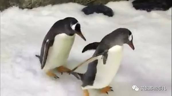 悉尼小企鹅诞生轰动全球！因为是一对雄性Gay企鹅孵出来的...（组图） - 5