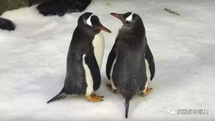 悉尼小企鹅诞生轰动全球！因为是一对雄性Gay企鹅孵出来的...（组图） - 6