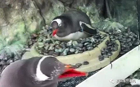 悉尼小企鹅诞生轰动全球！因为是一对雄性Gay企鹅孵出来的...（组图） - 10
