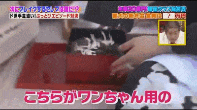 王思聪的狗算什么？日本土豪展示了自己给汪星人买的550万日元的钻石项链（组图） - 52