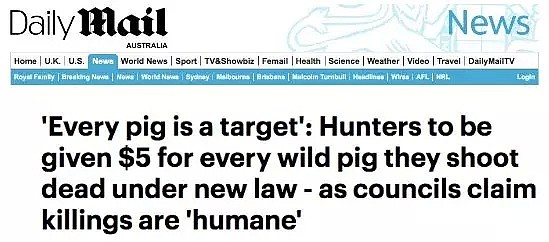 澳洲野猪泛滥，政府悬赏杀猪！10吨野猪拿来喂鳄鱼！网友：“缺个中国厨师！”（组图） - 1