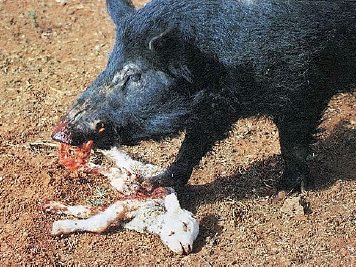 澳洲野猪泛滥，政府悬赏杀猪！10吨野猪拿来喂鳄鱼！网友：“缺个中国厨师！”（组图） - 12