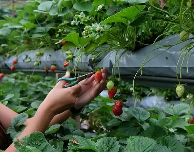 重磅！澳总理确认：打工度假签证开始放宽年龄和工作限制，延长至3年！ - 3